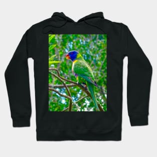 The Rainbow Lorikeet! Hoodie